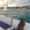 На яхте кошка