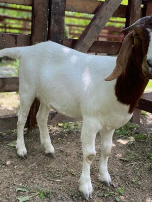 Товар категории